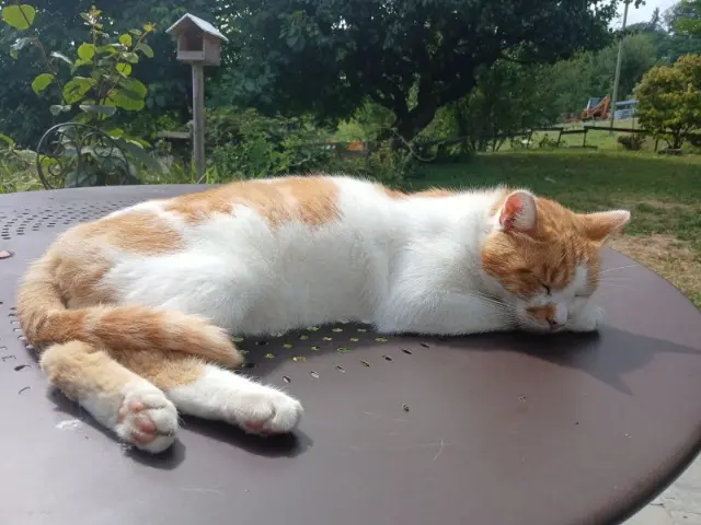 chat lost   74320 Sevrier Rouki