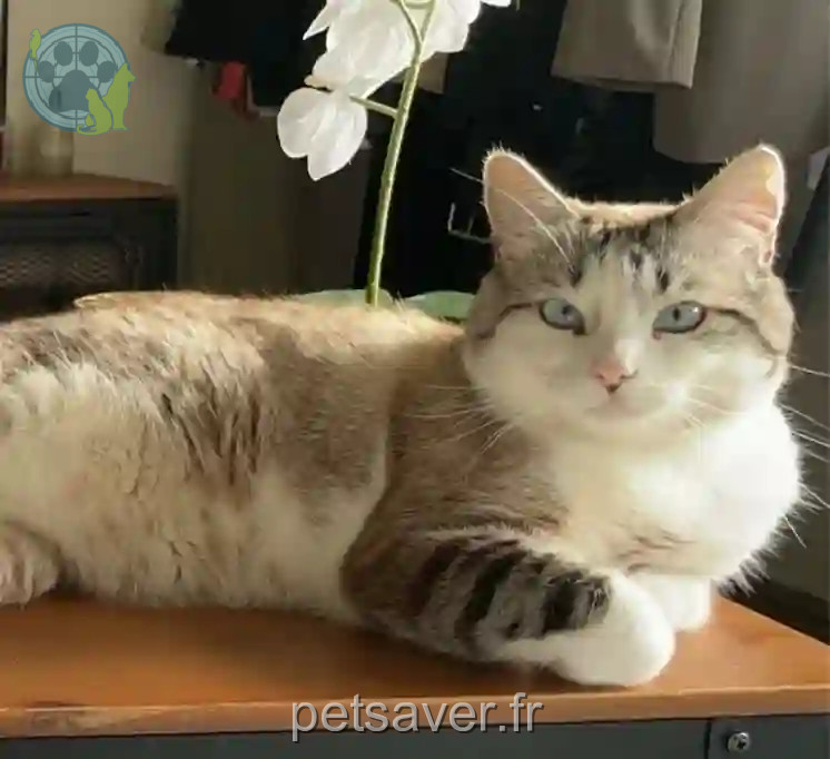 Chat Perdu 74 Haute-Savoie - Ruby Chat Perdu 74 Haute-Savoie - Ruby