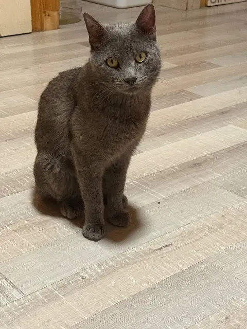 chat lost   74140 Saint-Cergues Sayko