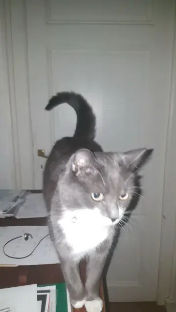 chat lost   74410 Saint-Jorioz Shamallow