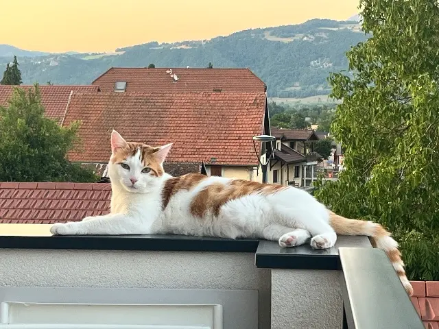 chat lost   74800 Amancy Simba