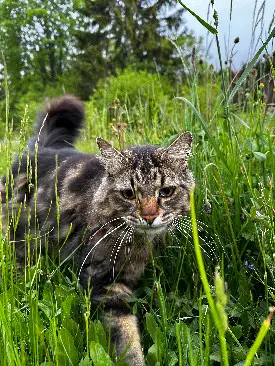 Chat Perdu 74 Haute-Savoie - Simba Chat Perdu 74 Haute-Savoie - Simba