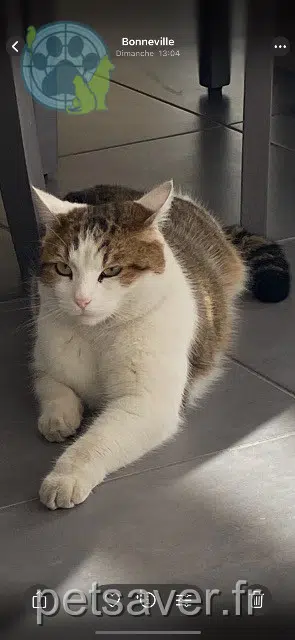 chat lost   74130 Bonneville Simba
