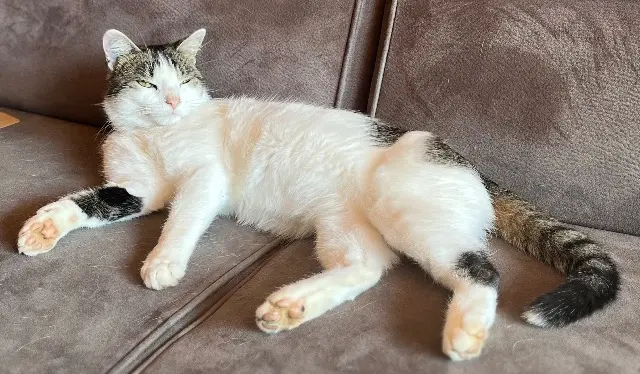 chat lost   74290 Alex Simon