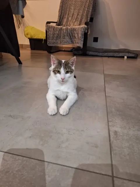 chat lost   74540 Cusy Smouky