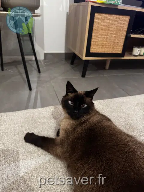 gato lost    Épagny Metz-Tessy Starsky