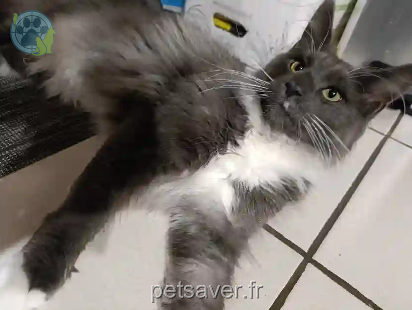 Chat Perdu 74 Haute-Savoie - Stitch Chat Perdu 74 Haute-Savoie - Stitch