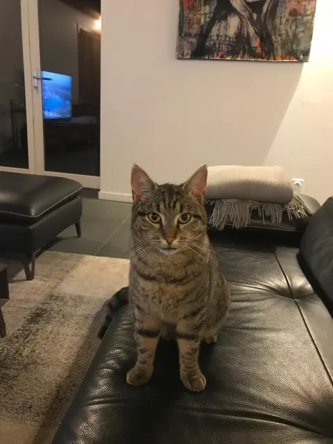 chat lost   74260 Les Gets Sunday