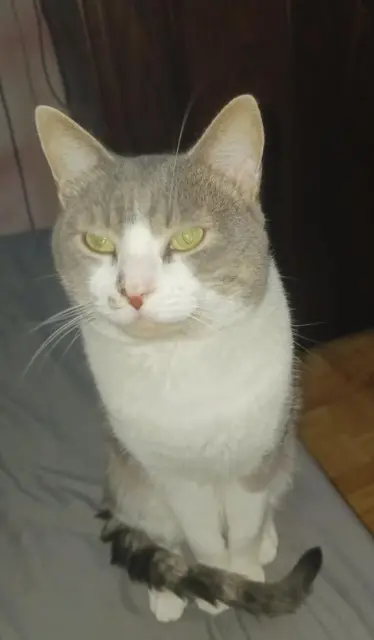 chat lost   74300 Cluses Titi