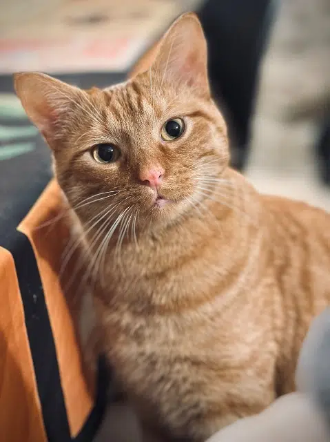 chat lost   74520 Vulbens Tofu