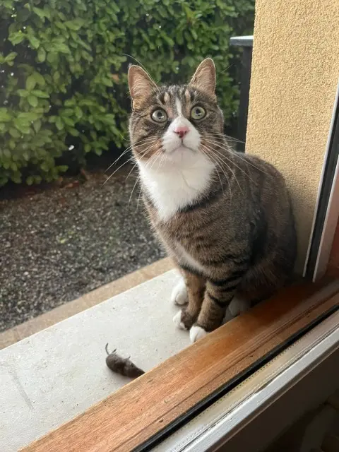 chat lost   74371 Épagny Metz-Tessy Tommy