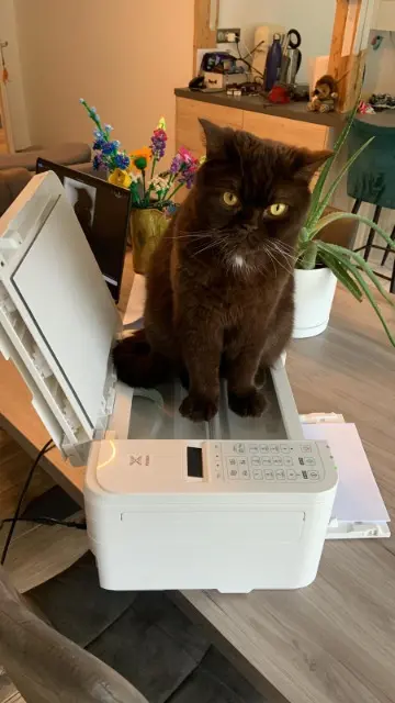 chat lost   74700 Sallanches Téodore
