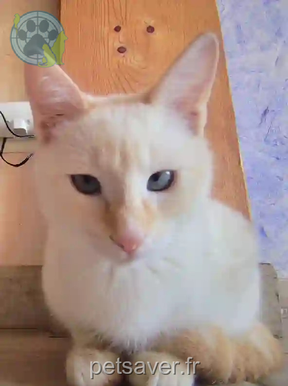 Chat Perdu 74 Haute-Savoie - Unix Chat Perdu 74 Haute-Savoie - Unix