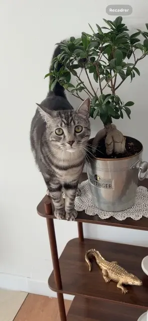 Kater vermisst 74140 Machilly Upsy Kater lost 74140 Machilly Upsy