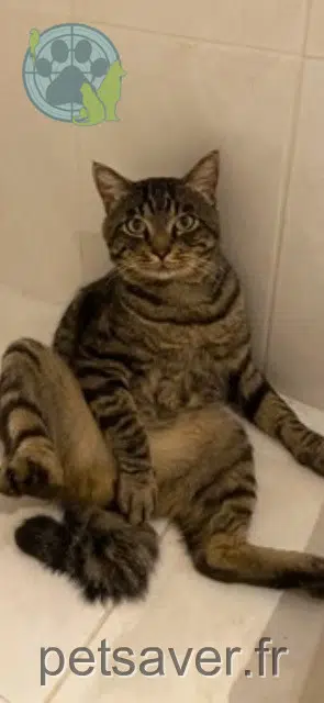 chat lost   74520 Vulbens Urban