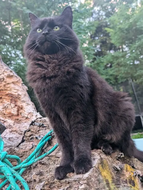 cat lost   74210 Val de Chaise Chaton