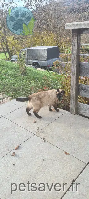 chat lost   74420 Habère-Lullin Vespa