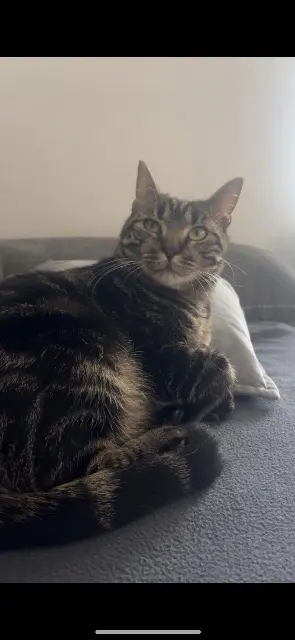 chat lost   74800 La Roche-sur-Foron Volt