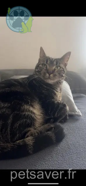gato perdido 74800 La Roche-sur-Foron Volt gato lost 74800 La Roche-sur-Foron Volt