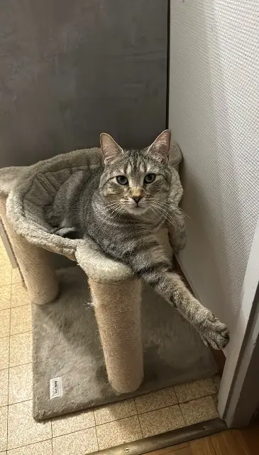 chat lost   74100 Vétraz-Monthoux Tigrou