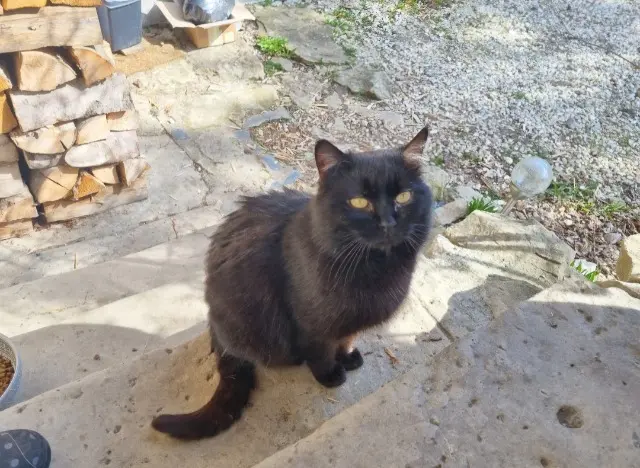 chat lost   74270 Droisy Wanaka