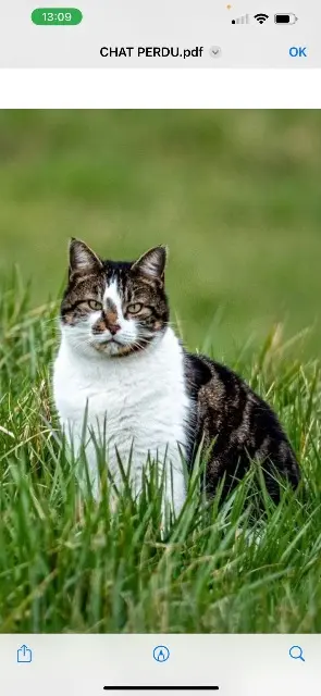 chat lost   74250 Viuz-en-Sallaz Wini
