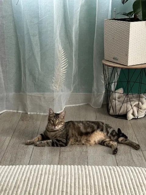 chat lost   74950 Scionzier Xénon