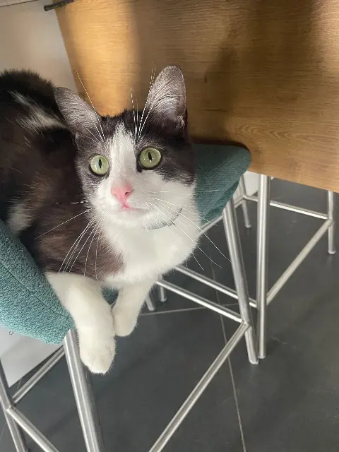 chat lost   74350 Copponex Zitoun