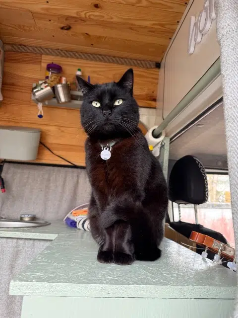 chat lost   74220 La Clusaz Zoro