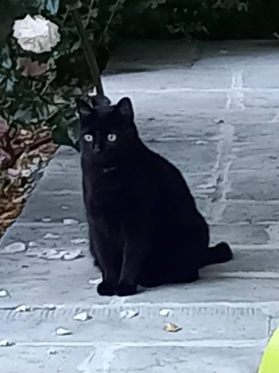 Chat Perdu 74 Haute-Savoie Chat Perdu 74 Haute-Savoie