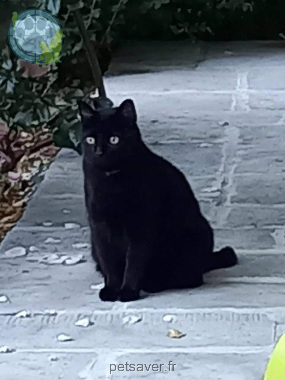 Chat Perdu 74 Haute-Savoie Chat Perdu 74 Haute-Savoie