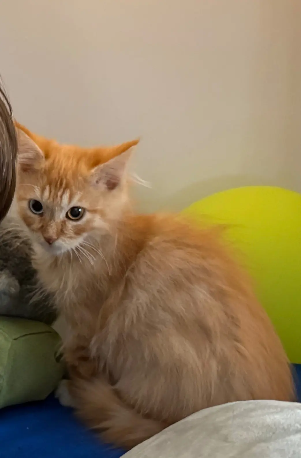 Chat Perdu 75C Paris Chat Perdu 75C Paris