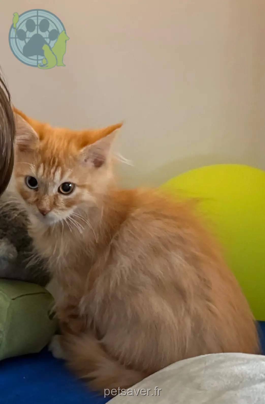 Chat Perdu 75C Paris Chat Perdu 75C Paris