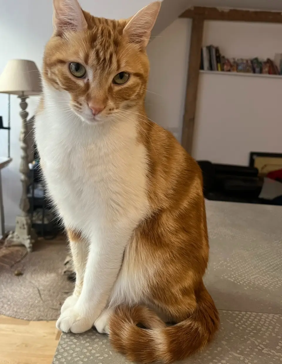 Chat Perdu 75C Paris - Alfred Chat Perdu 75C Paris - Alfred
