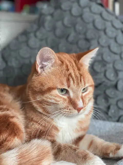 chat lost    Paris Arsène