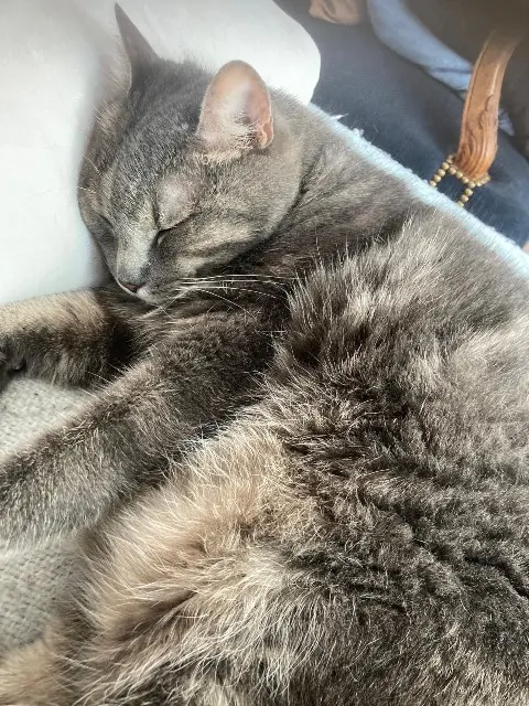 chat lost    Paris Auguste