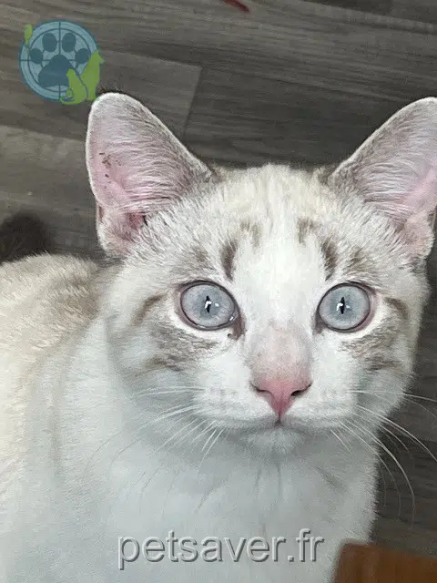 chat lost Paris Blue