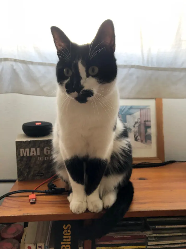 Chat Perdu 75C Paris - Blues Chat Perdu 75C Paris - Blues