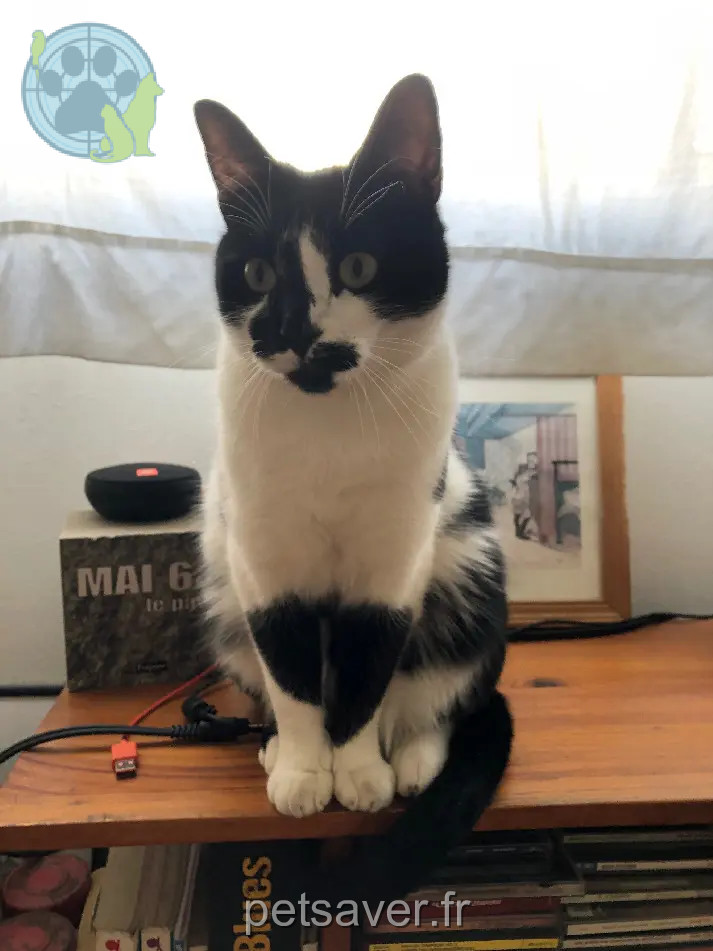 Chat Perdu 75C Paris - Blues Chat Perdu 75C Paris - Blues