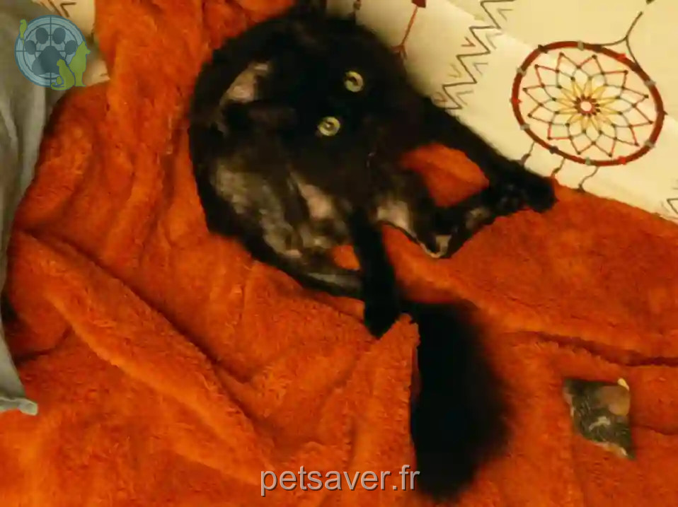 Chat Perdu 75C Paris - Bounty Chat Perdu 75C Paris - Bounty
