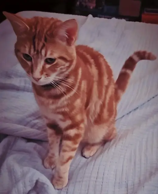 chat lost    Paris Calcifer