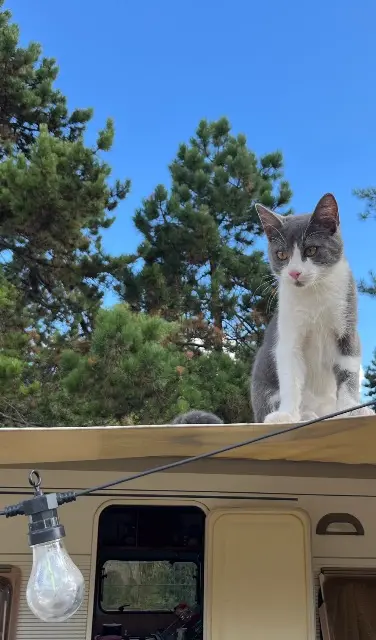 chat lost    Paris Calou