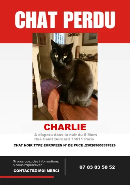 chat lost    Paris charlie