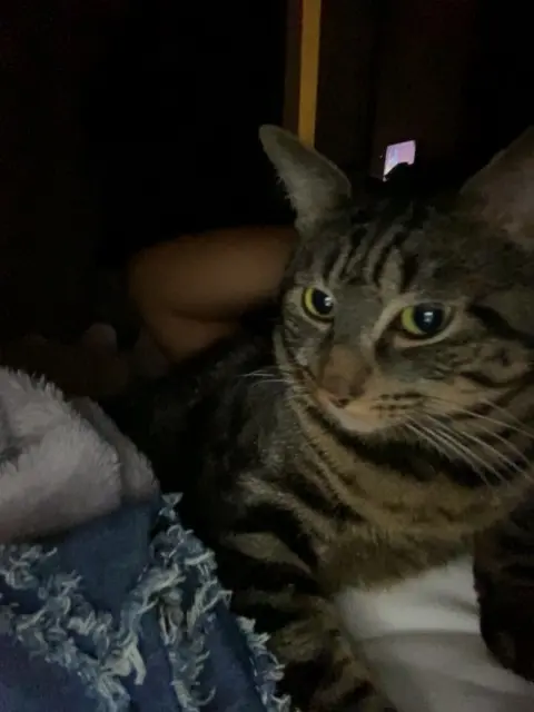 chat lost    Paris Chouchou