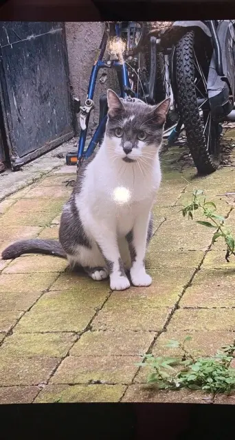 chat lost    Paris Dubai