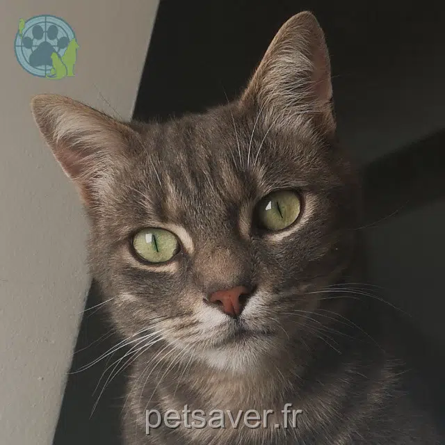 Kater vermisst Paris Filou Kater lost Paris Filou