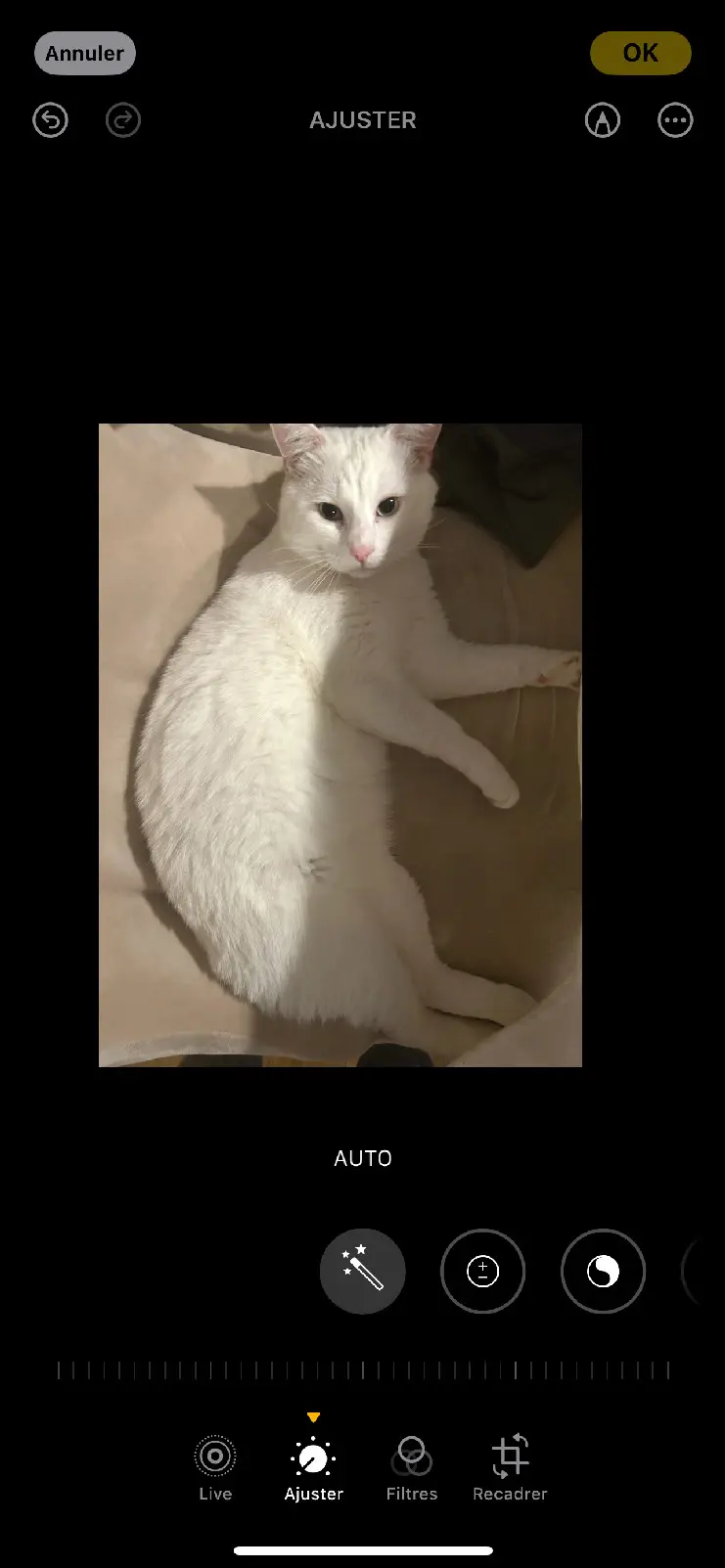 Chat Perdu 75C Paris Chat Perdu 75C Paris