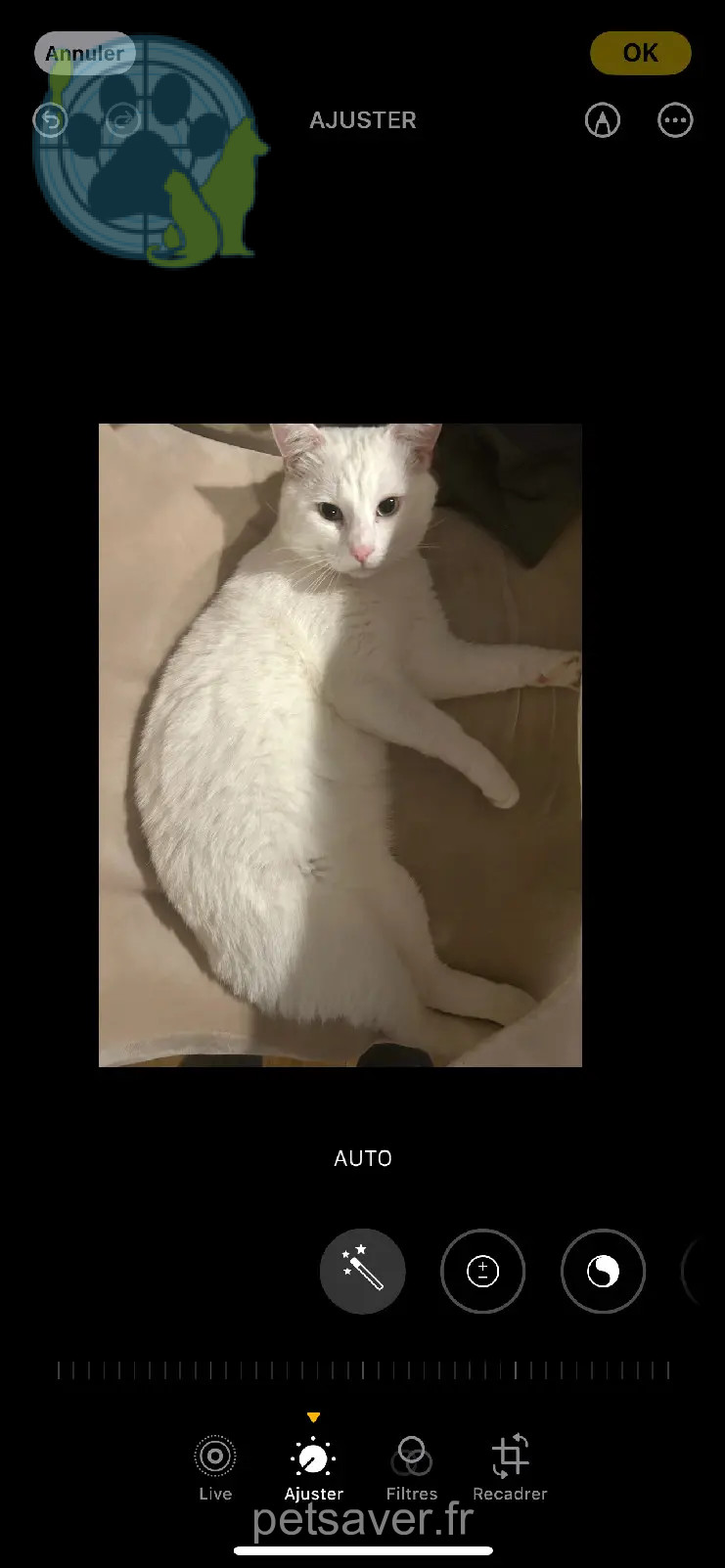 Chat Perdu 75C Paris Chat Perdu 75C Paris