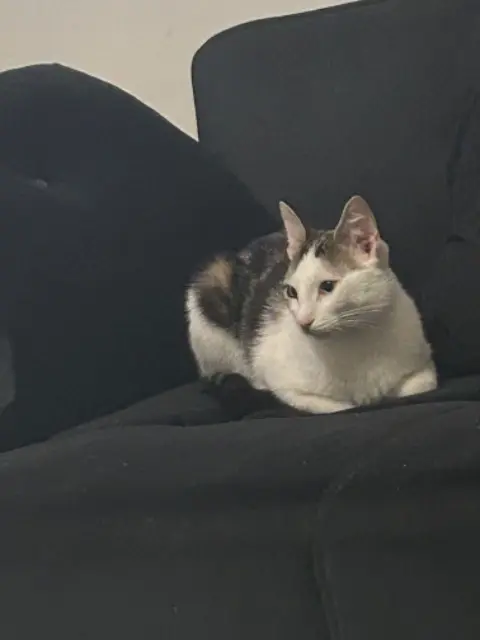 cat lost    Paris Gaga