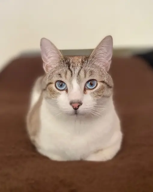 chat lost    Paris Gaspard